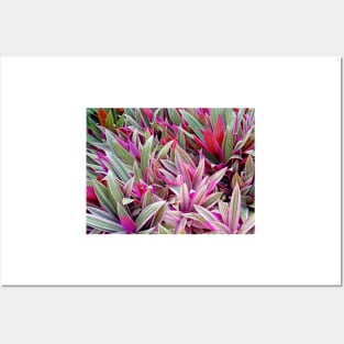 Honolulu Rhoeo spathacea Posters and Art